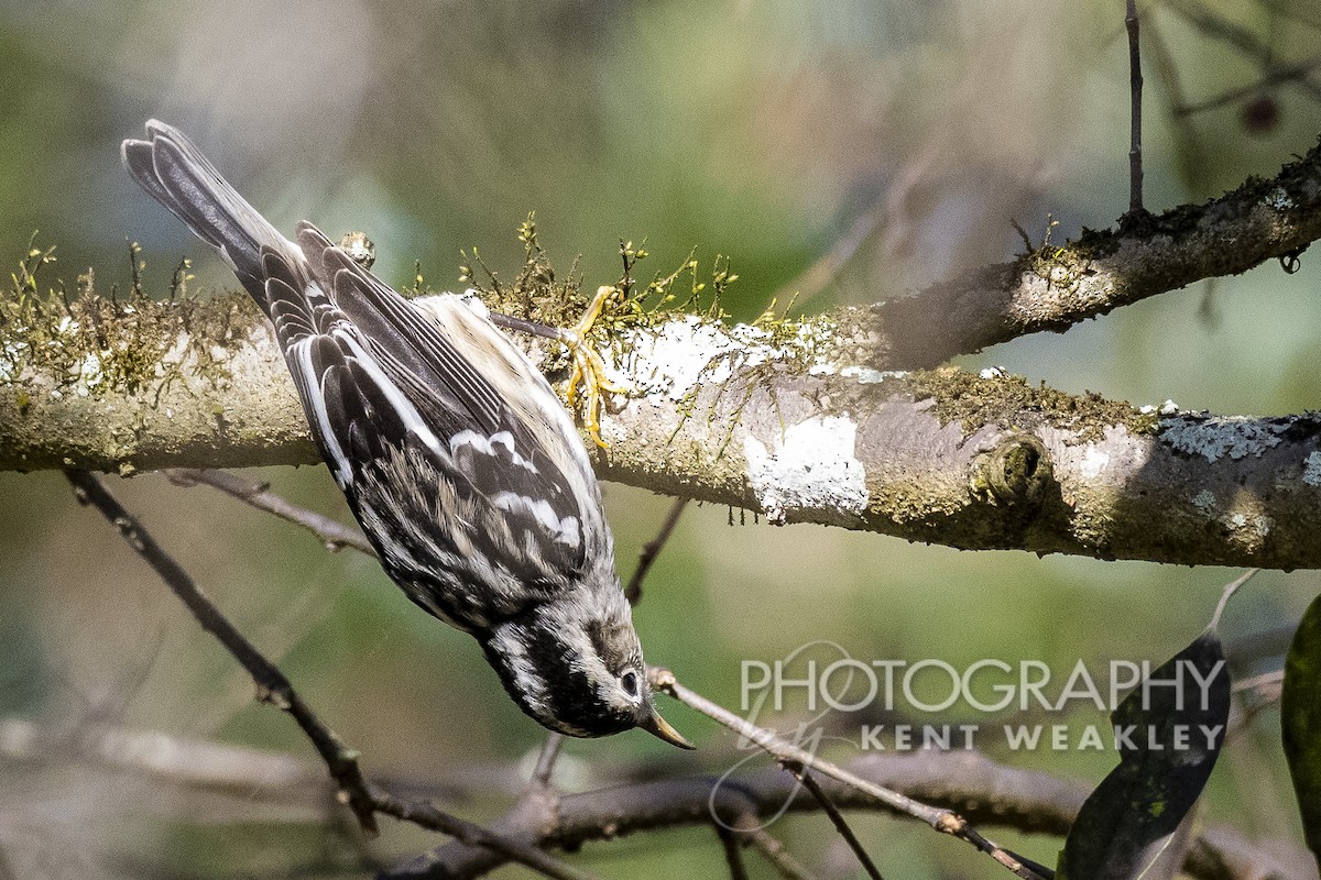 Black-and-white Warbler - ML505883691