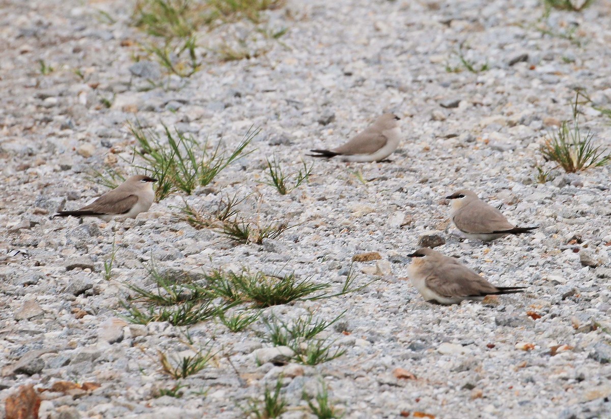 Small Pratincole - Neoh Hor Kee