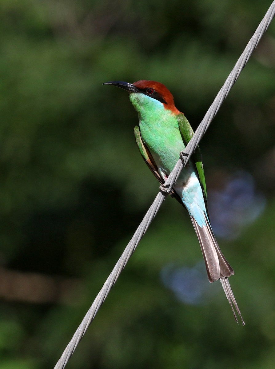 Rufous-crowned Bee-eater - ML50589671