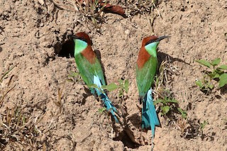  - Rufous-crowned Bee-eater