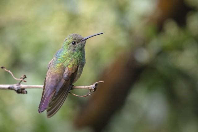 berylline hummingbird