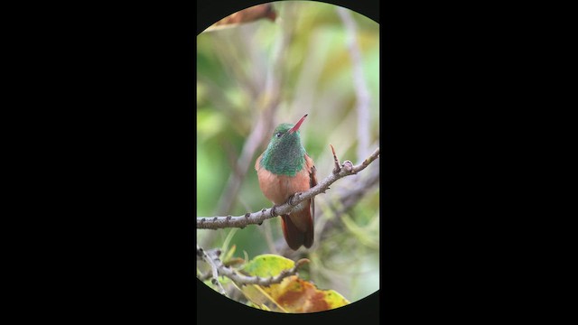 Chestnut-bellied Hummingbird - ML505897621