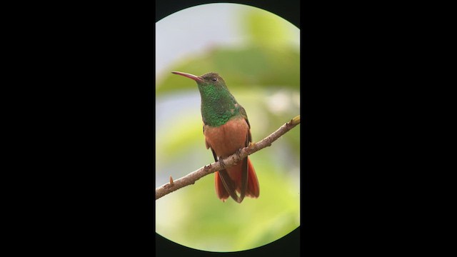 Chestnut-bellied Hummingbird - ML505897631