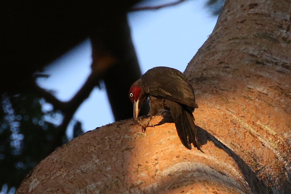 Northern Sooty-Woodpecker - Charley Hesse TROPICAL BIRDING