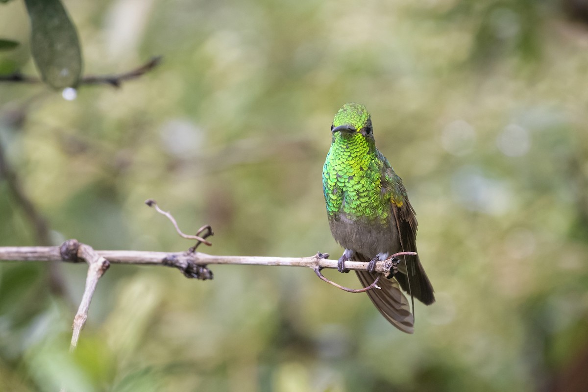 kolibřík mexický - ML505899081