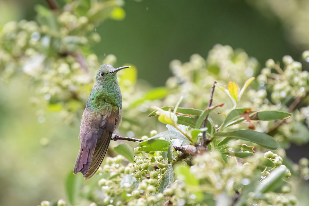 Berylline Hummingbird - Bryan Calk