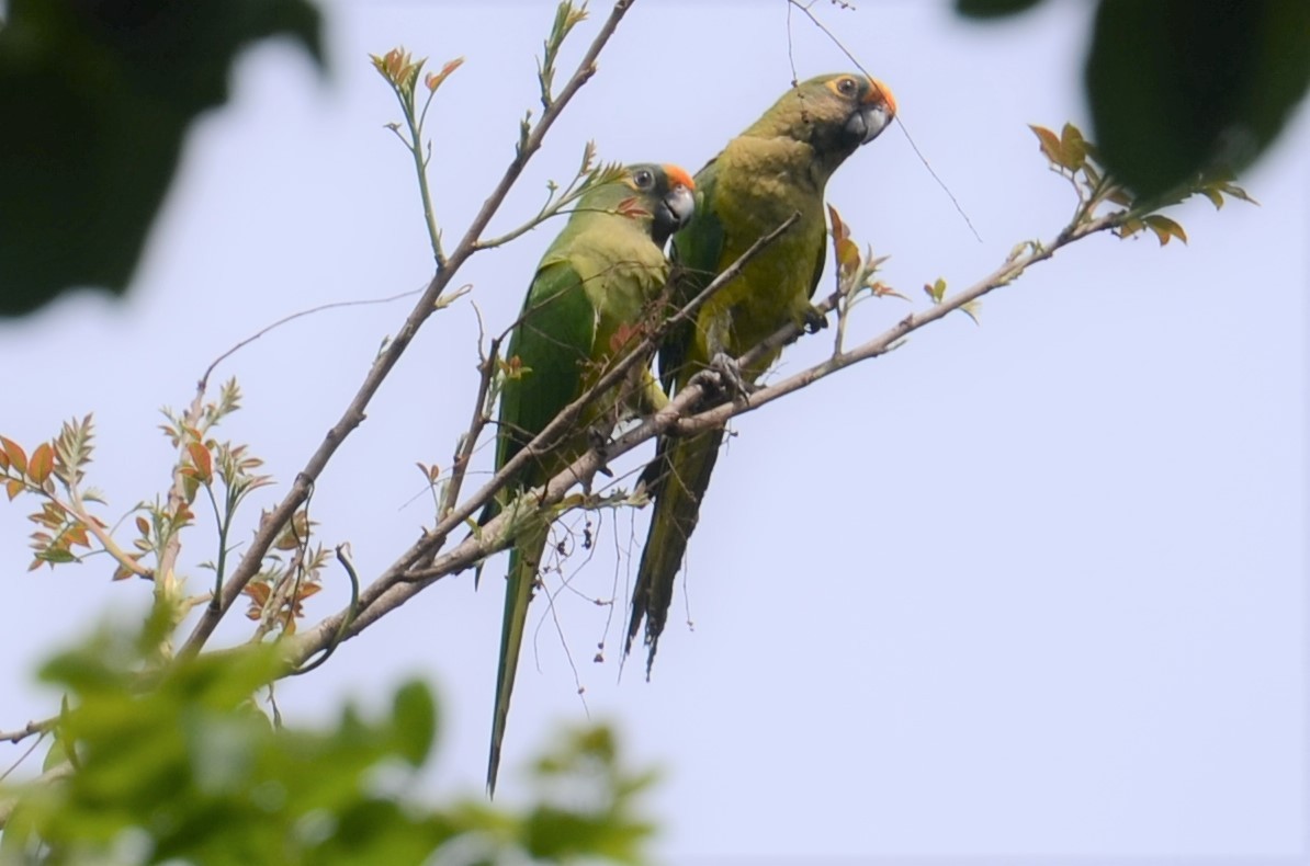Peach-fronted Parakeet - Alain Rouge