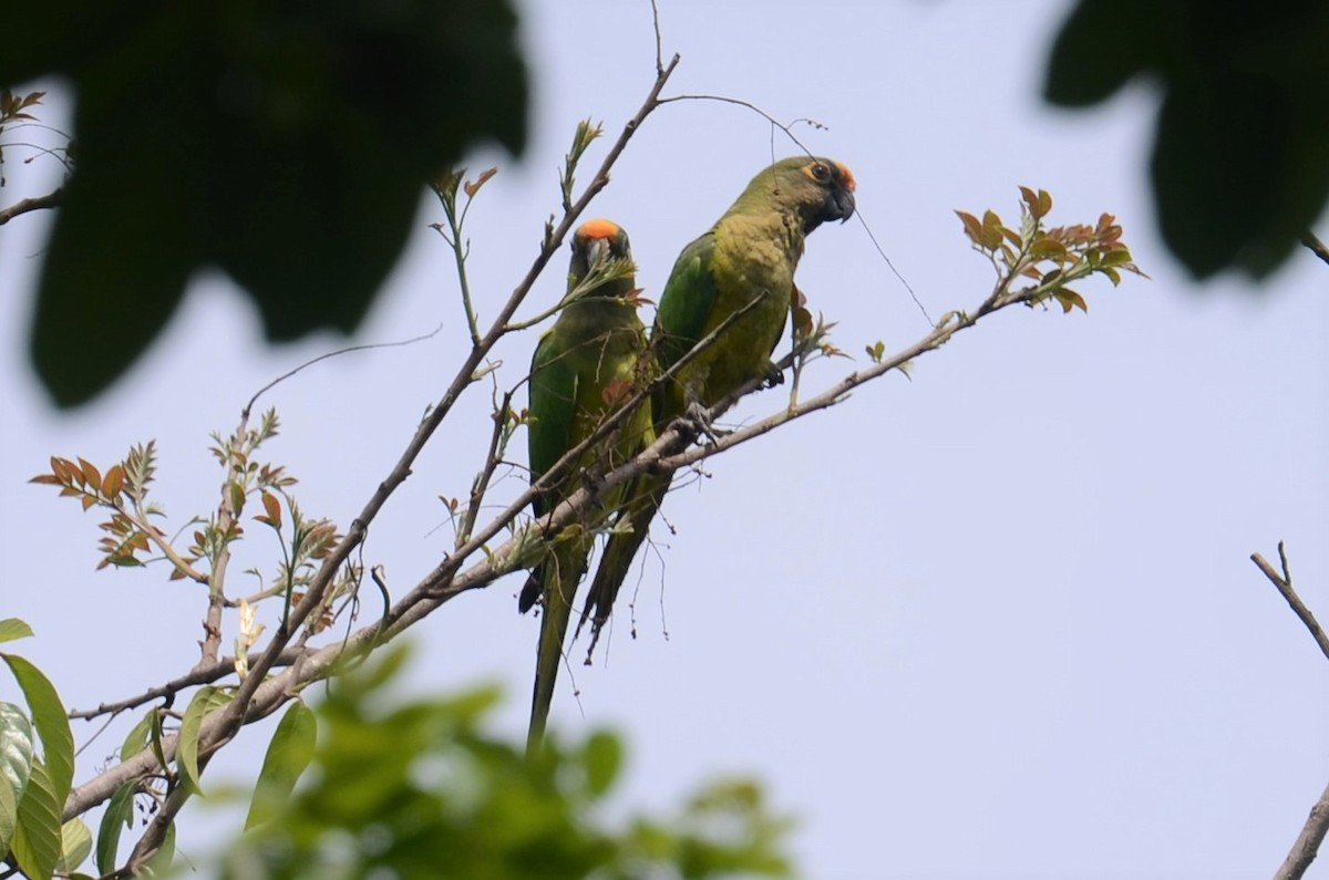 Peach-fronted Parakeet - Alain Rouge