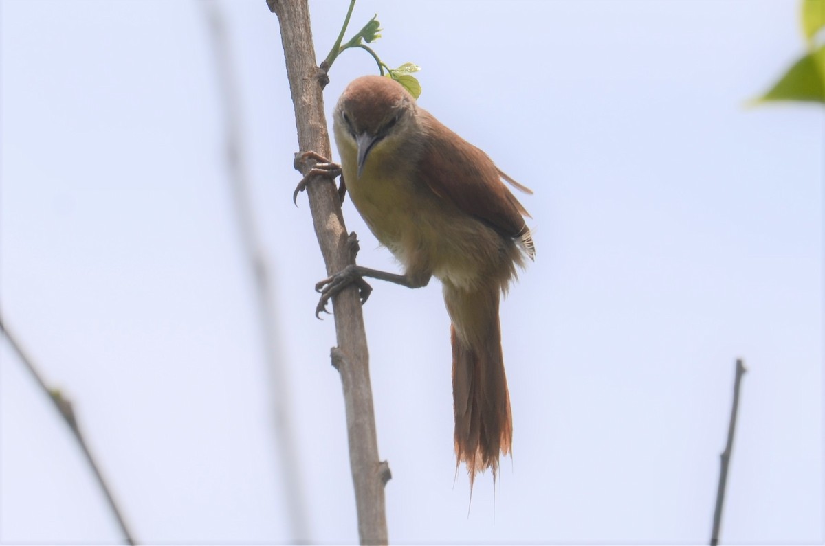 Yellow-chinned Spinetail - ML505900291