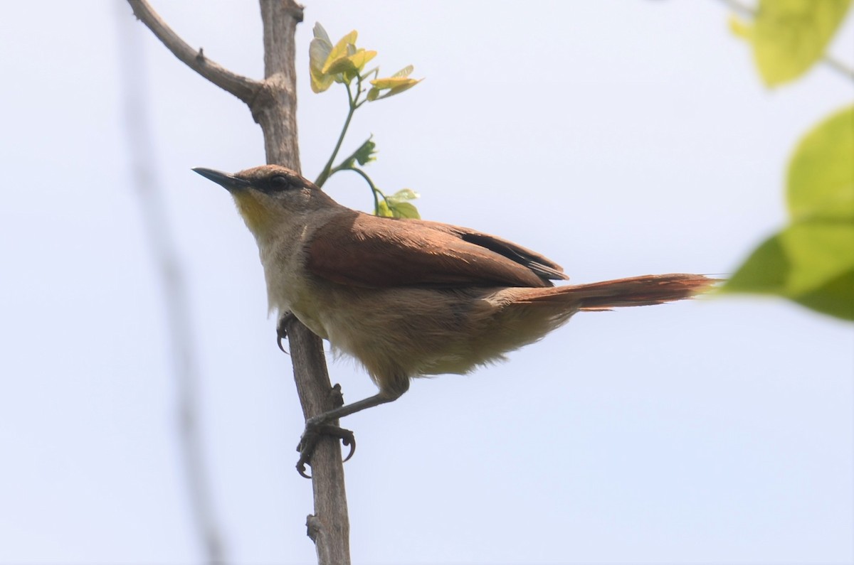 Yellow-chinned Spinetail - ML505900301