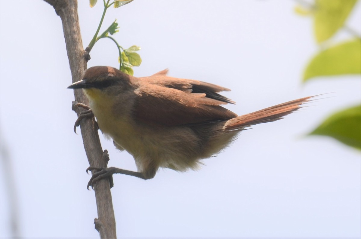 Yellow-chinned Spinetail - ML505900311