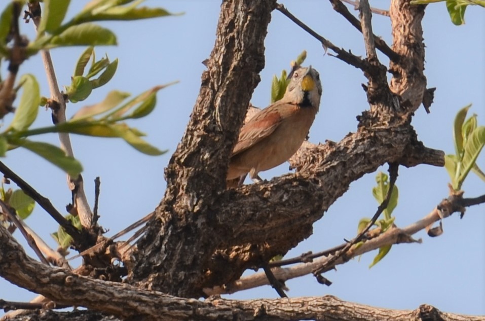 Chotoy Spinetail - Alain Rouge