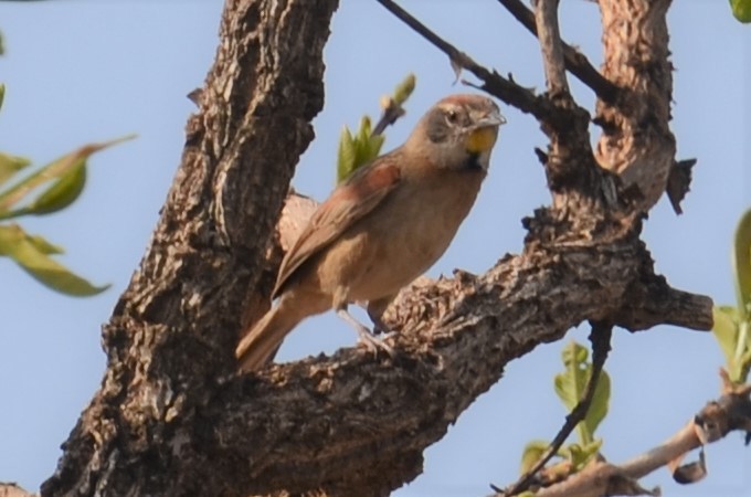 Chotoy Spinetail - Alain Rouge