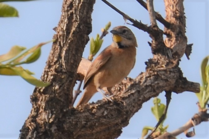Chotoy Spinetail - ML505901061