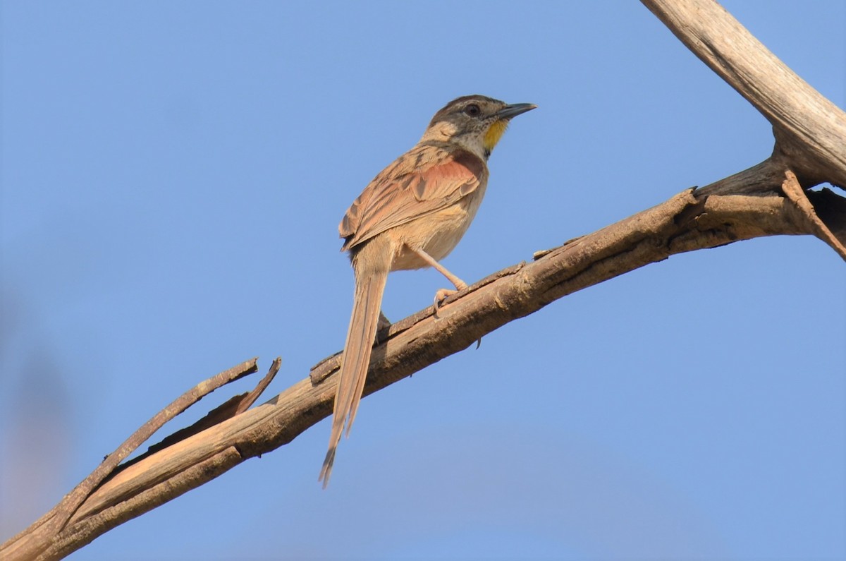 Chotoy Spinetail - ML505901071