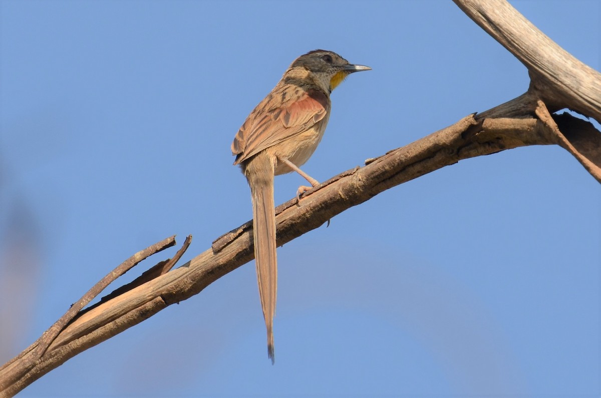 Chotoy Spinetail - ML505901081