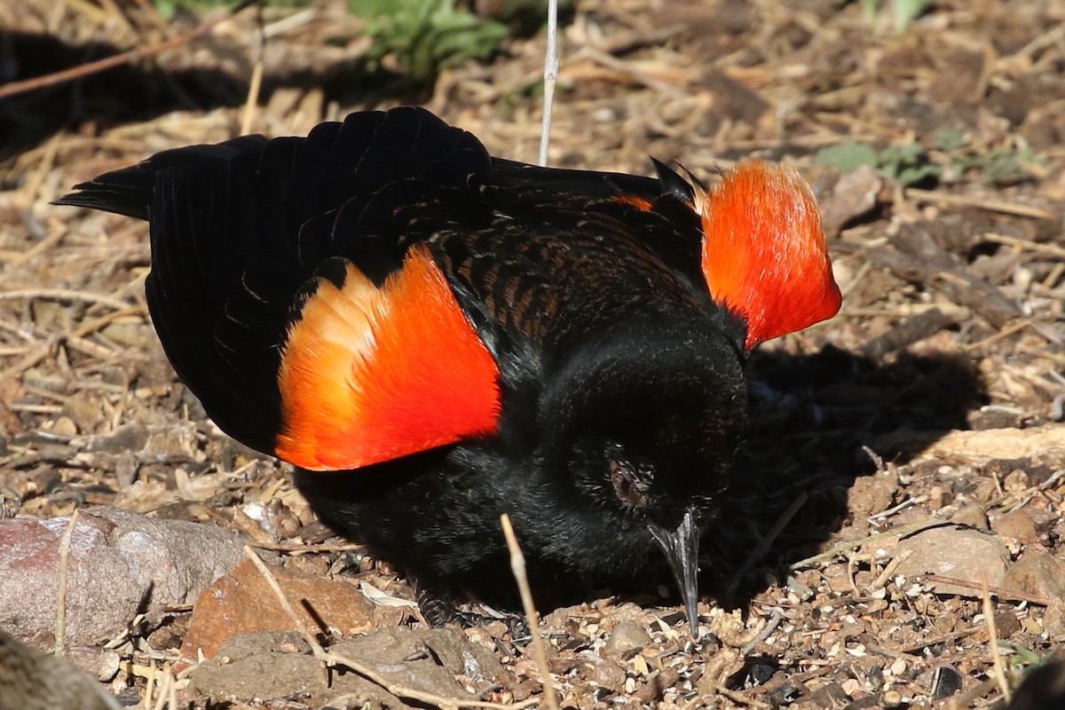 Red-winged Blackbird - David Yeamans