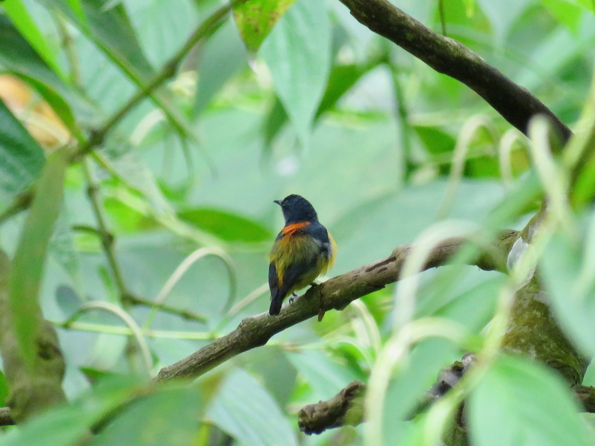 Orange-bellied Flowerpecker - GARY DOUGLAS