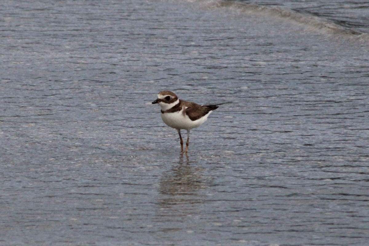 Semipalmated Plover - ML505903441