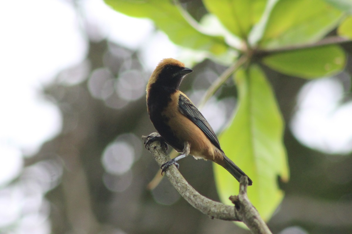 Burnished-buff Tanager - ML505904541