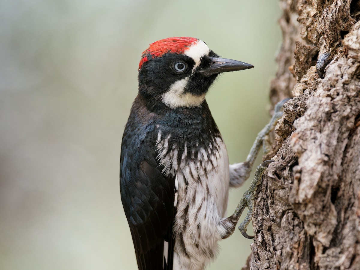 Acorn Woodpecker - Terry Miller 🦅