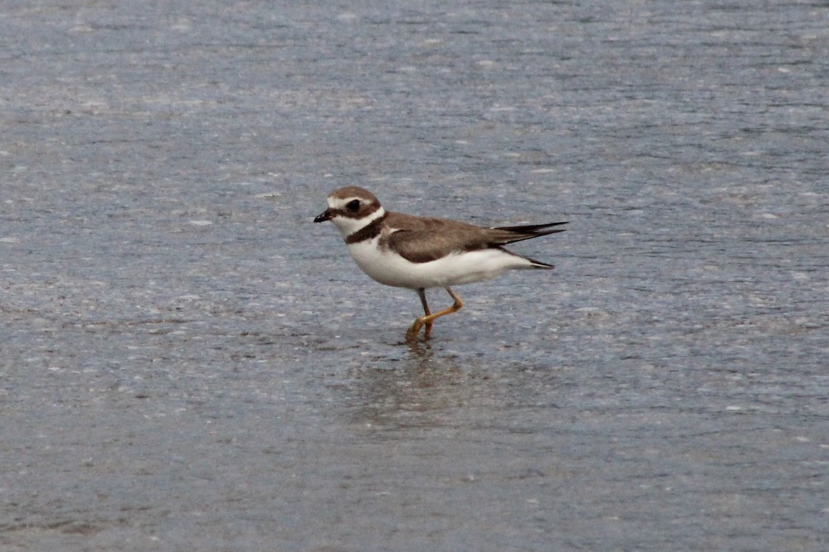 Semipalmated Plover - ML505907971