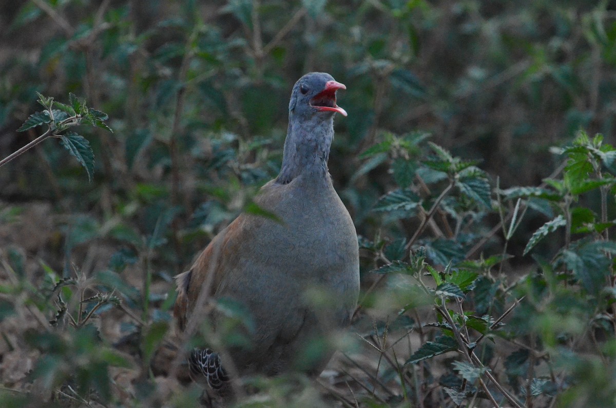 Small-billed Tinamou - Alain Rouge