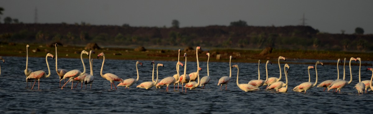 Greater Flamingo - Panchapakesan Jeganathan