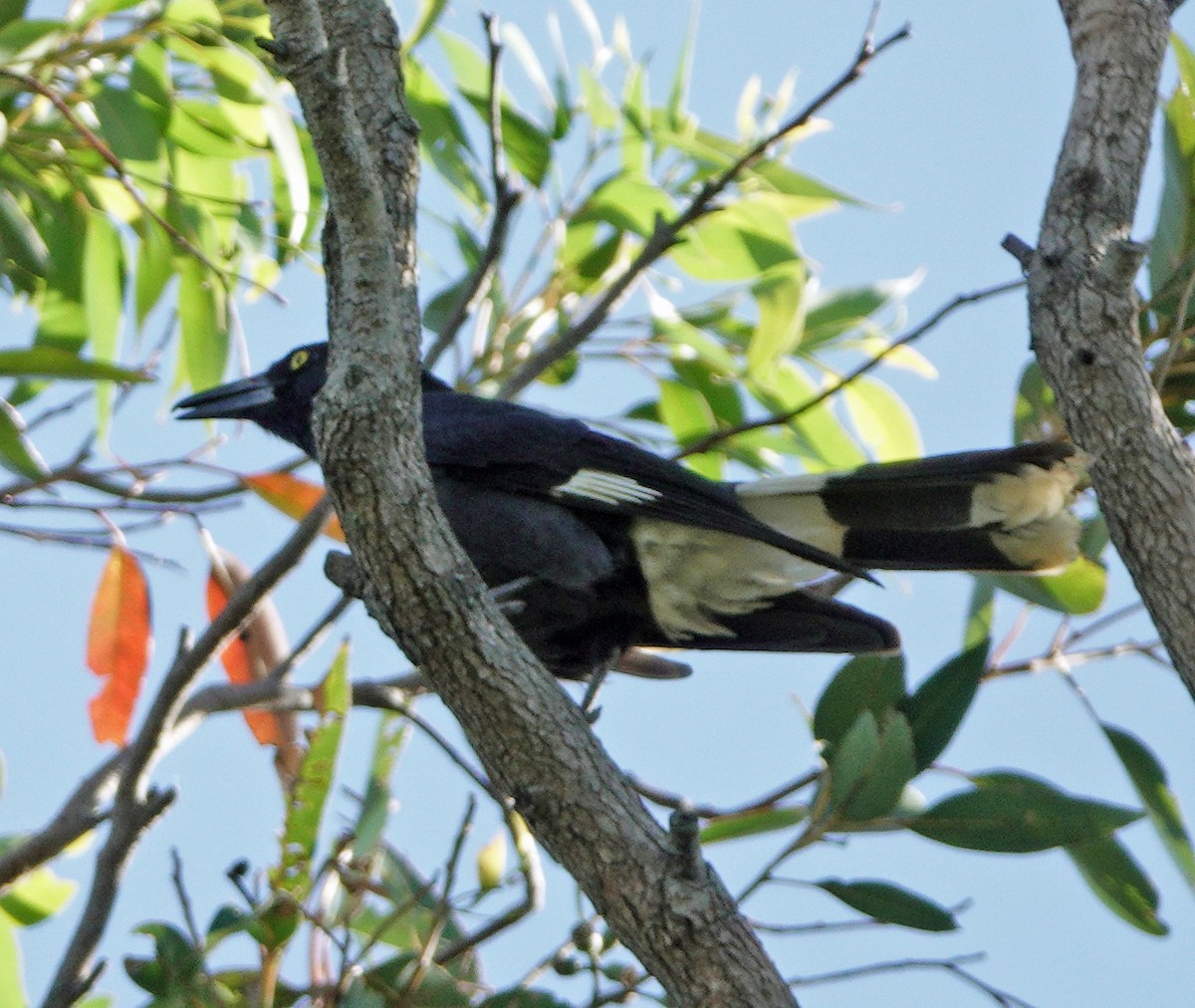 Pied Currawong - ML505912411