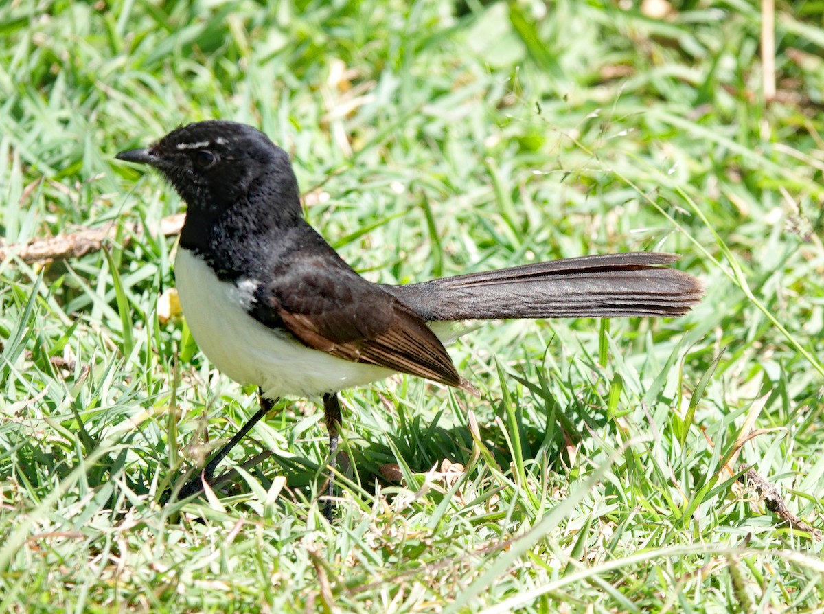 Willie-wagtail - ML505912501