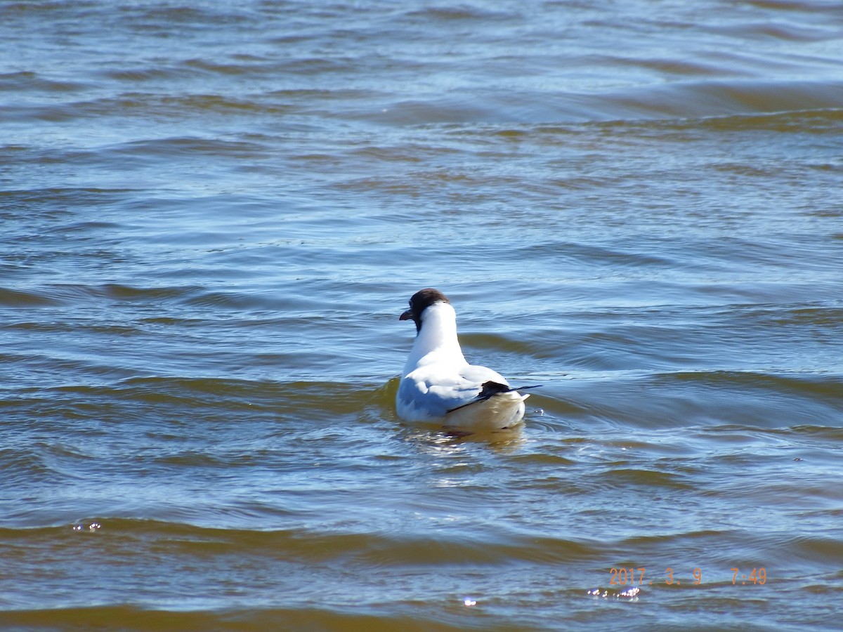 Black-headed Gull - Deirdre Robinson
