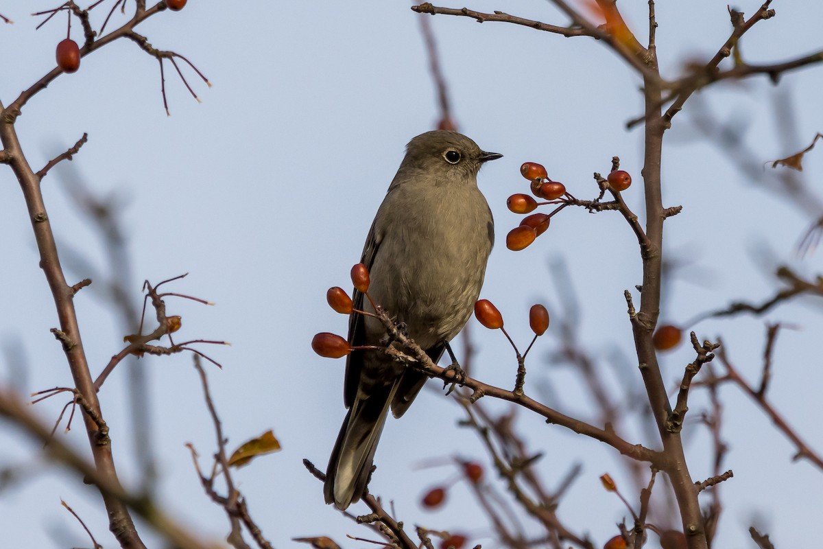 Townsend's Solitaire - ML505915431