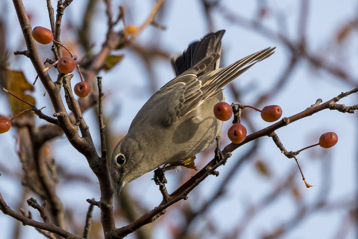 Townsend's Solitaire - ML505915451