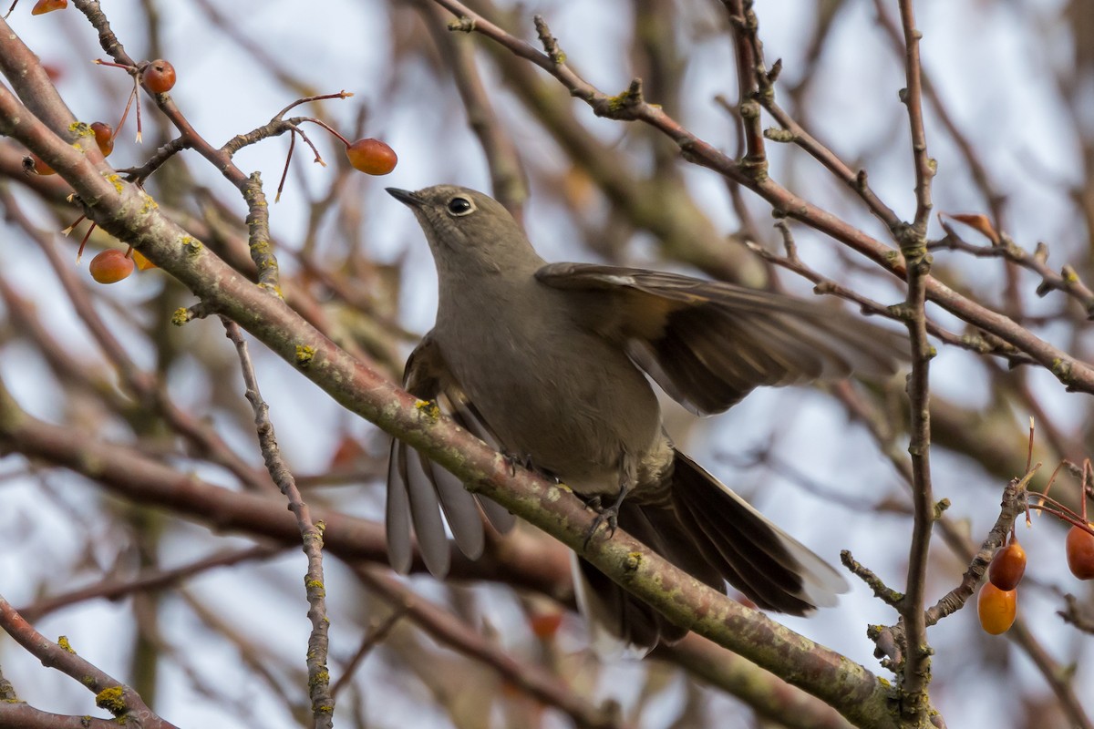 Townsend's Solitaire - ML505915461