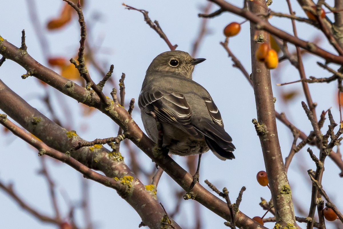 Townsend's Solitaire - ML505915471