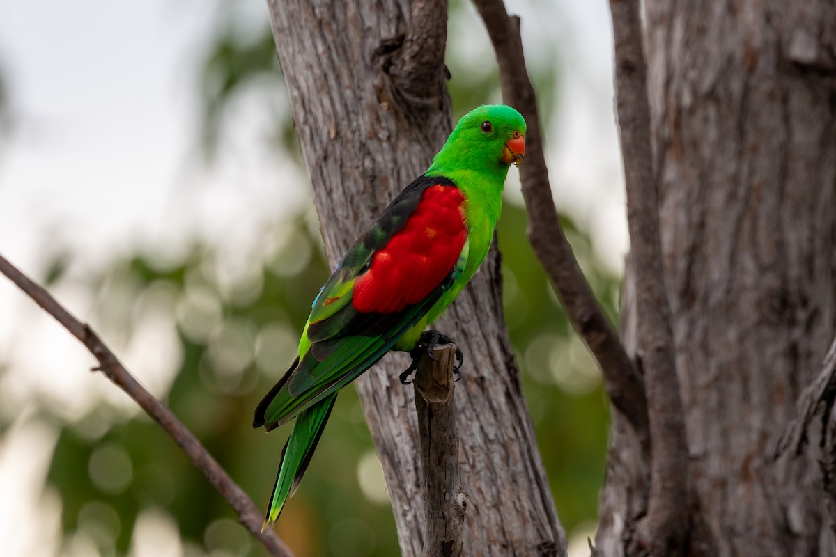 Red-winged Parrot - Dana Cameron