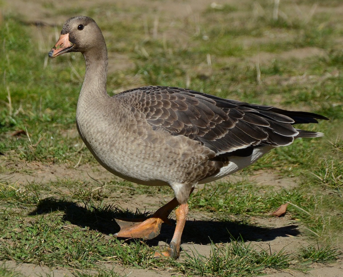 Greater White-fronted Goose (Western) - Steven Mlodinow
