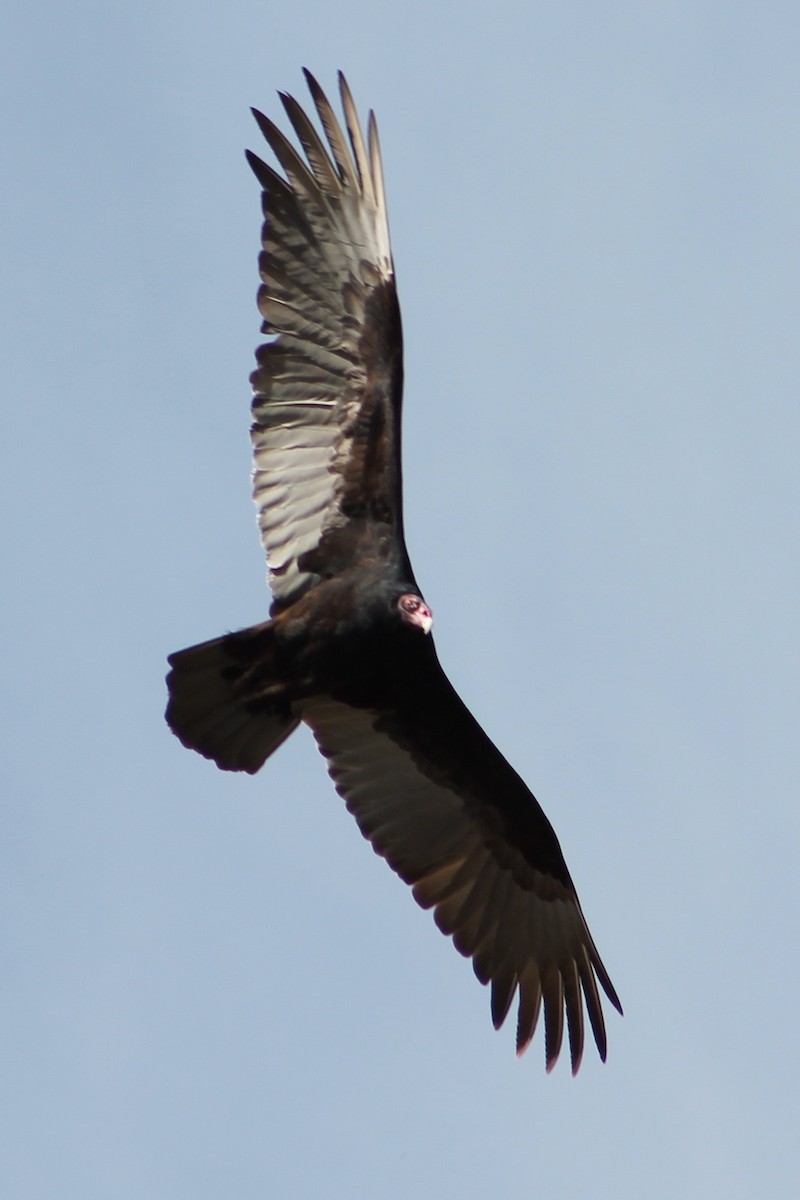 Turkey Vulture - Holly Kleindienst