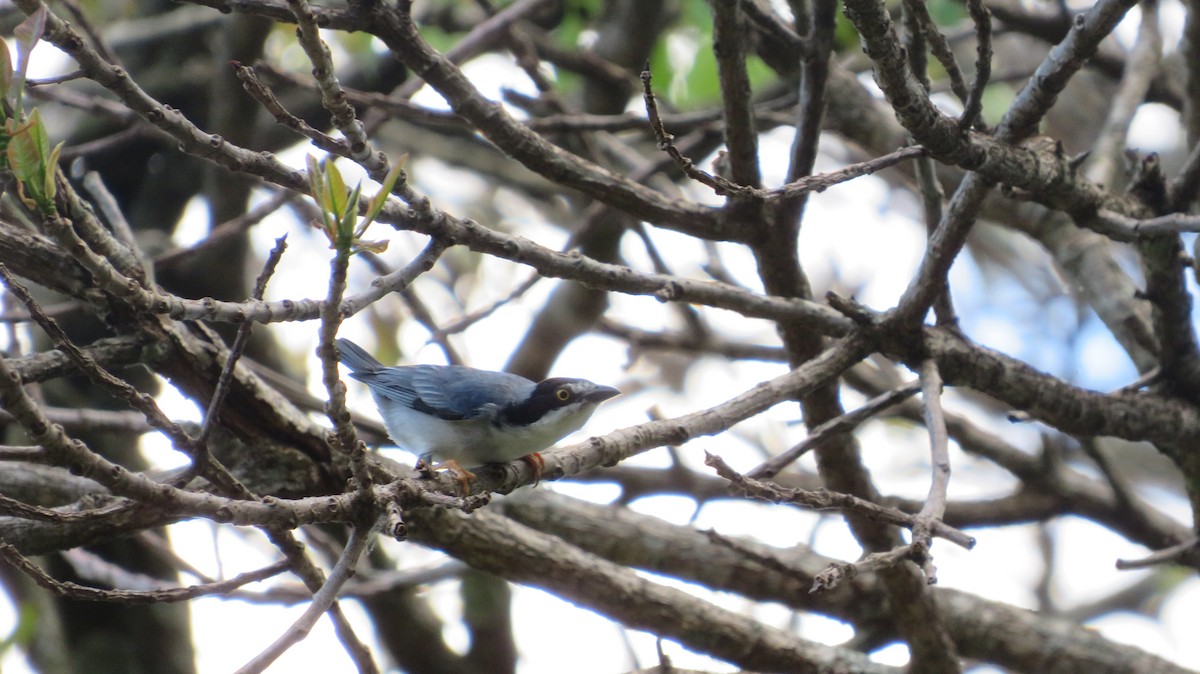 Hooded Tanager - ML505922481