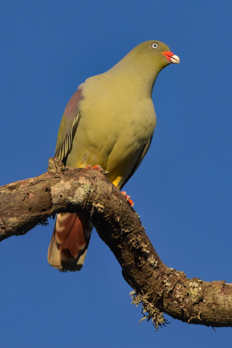 African Green-Pigeon - ML505923401