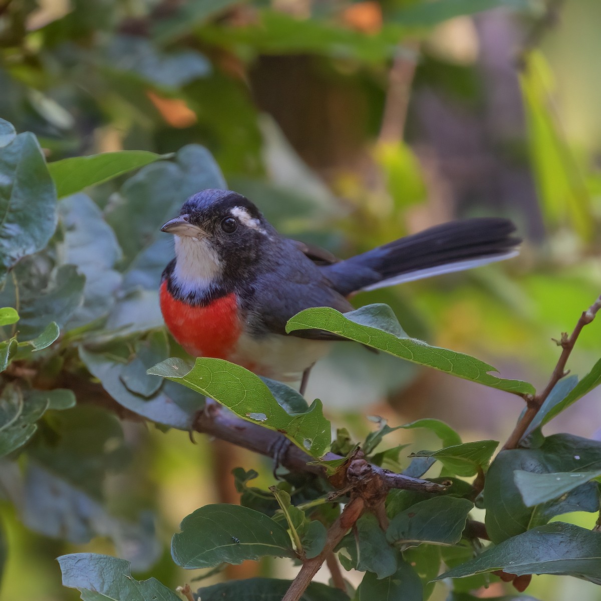 Red-breasted Chat - ML505927131