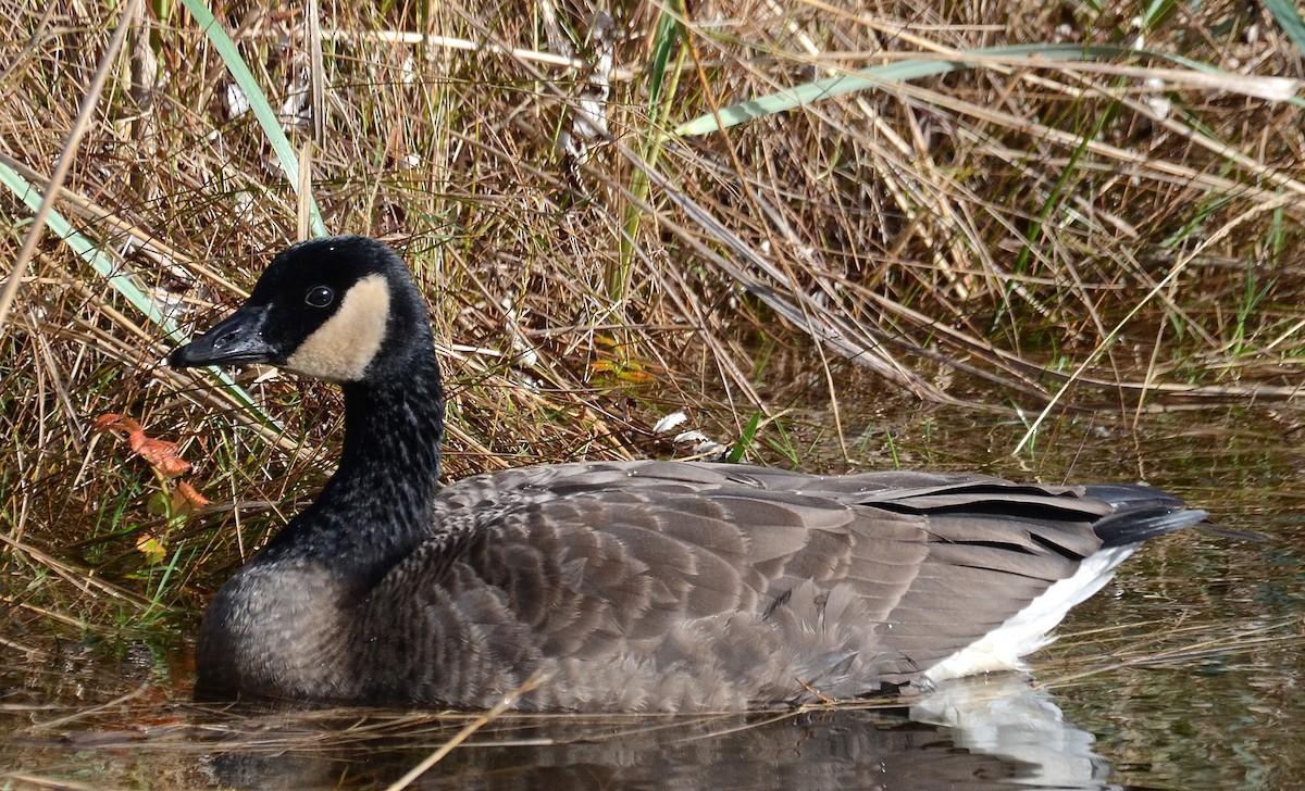 Canada Goose (occidentalis/fulva) - Steven Mlodinow