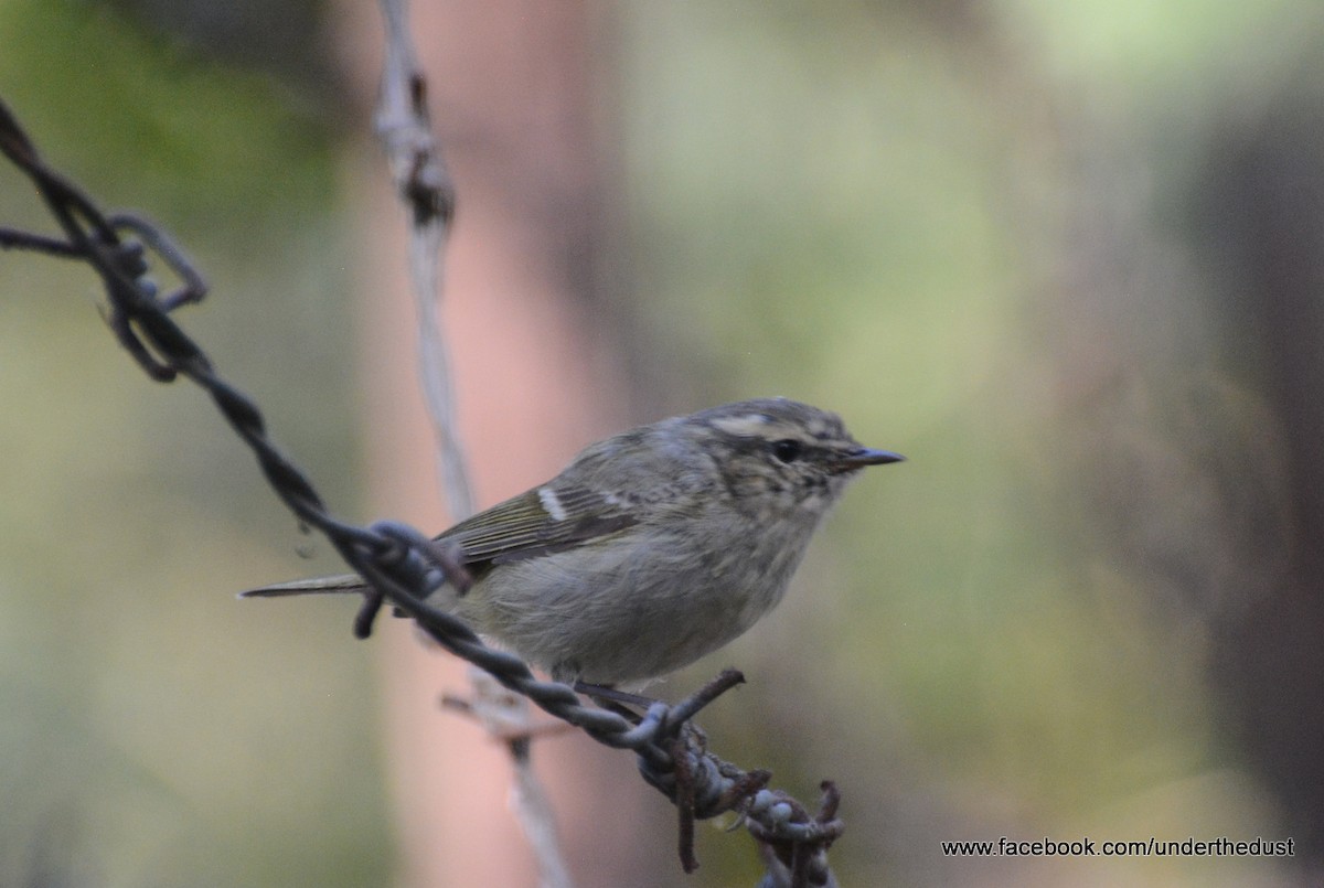 Hume's Warbler - ML50592851