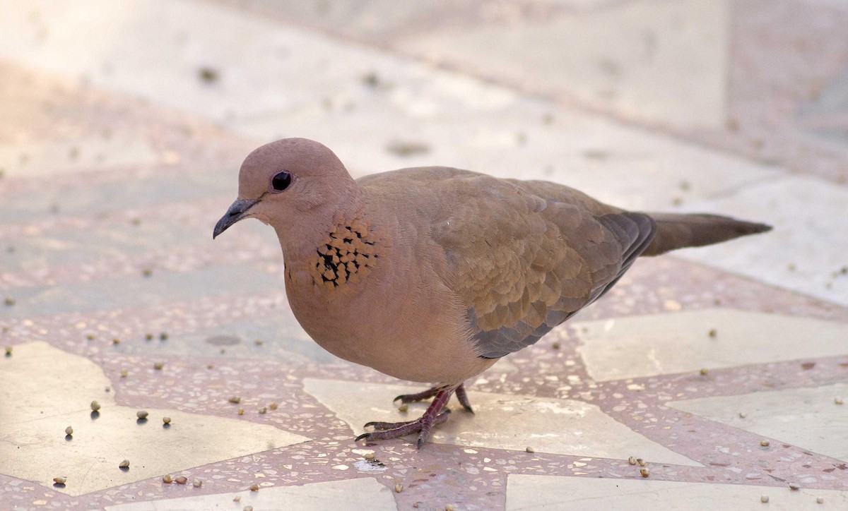 Laughing Dove - ML50594951