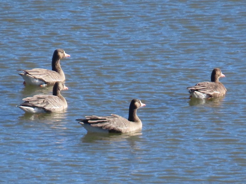 Greater White-fronted Goose - ML505951651