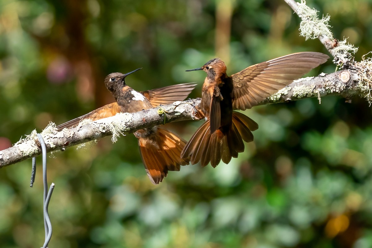 kolibřík zábludový - ML505956641