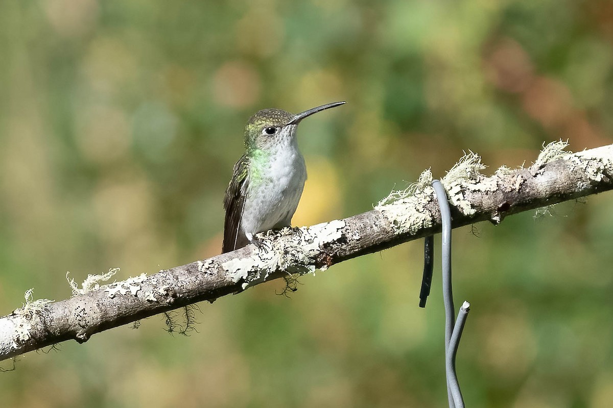 kolibřík zelenobílý - ML505960321