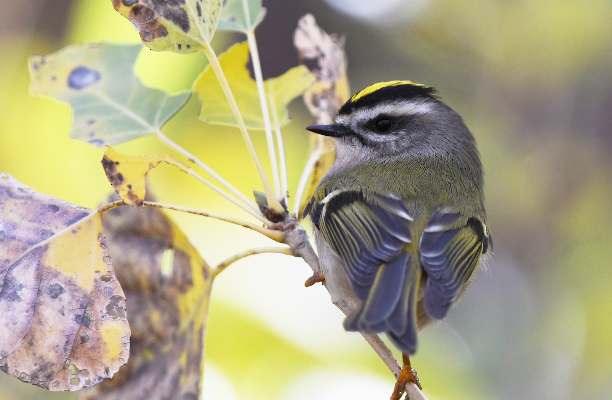Golden-crowned Kinglet - Colin Maguire