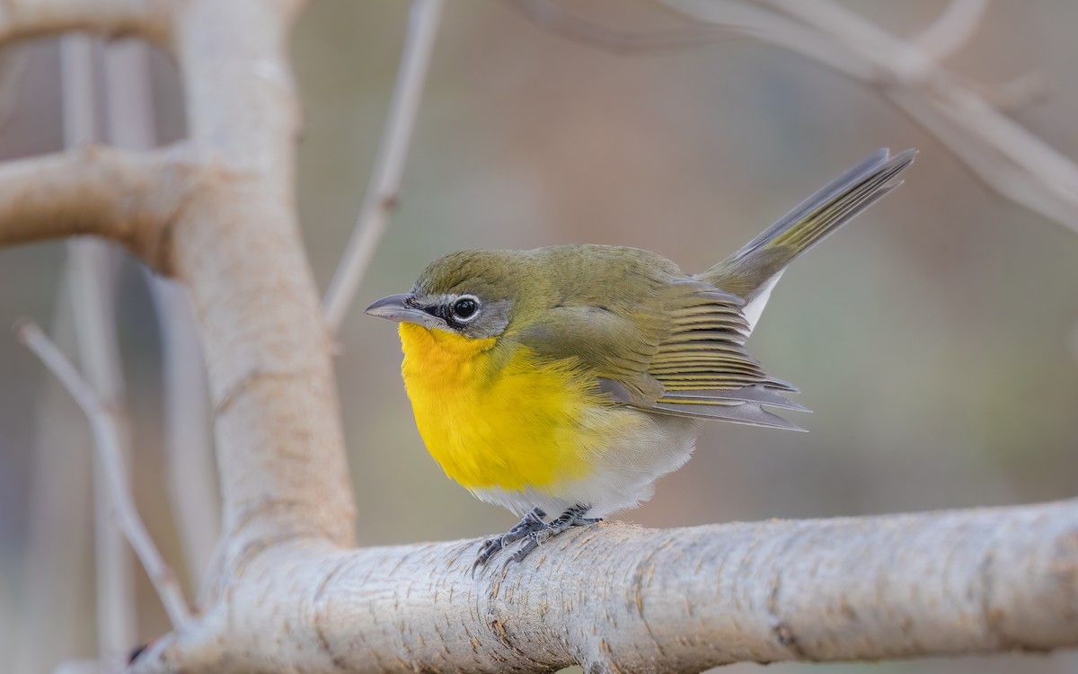 Yellow-breasted Chat - ML505967711