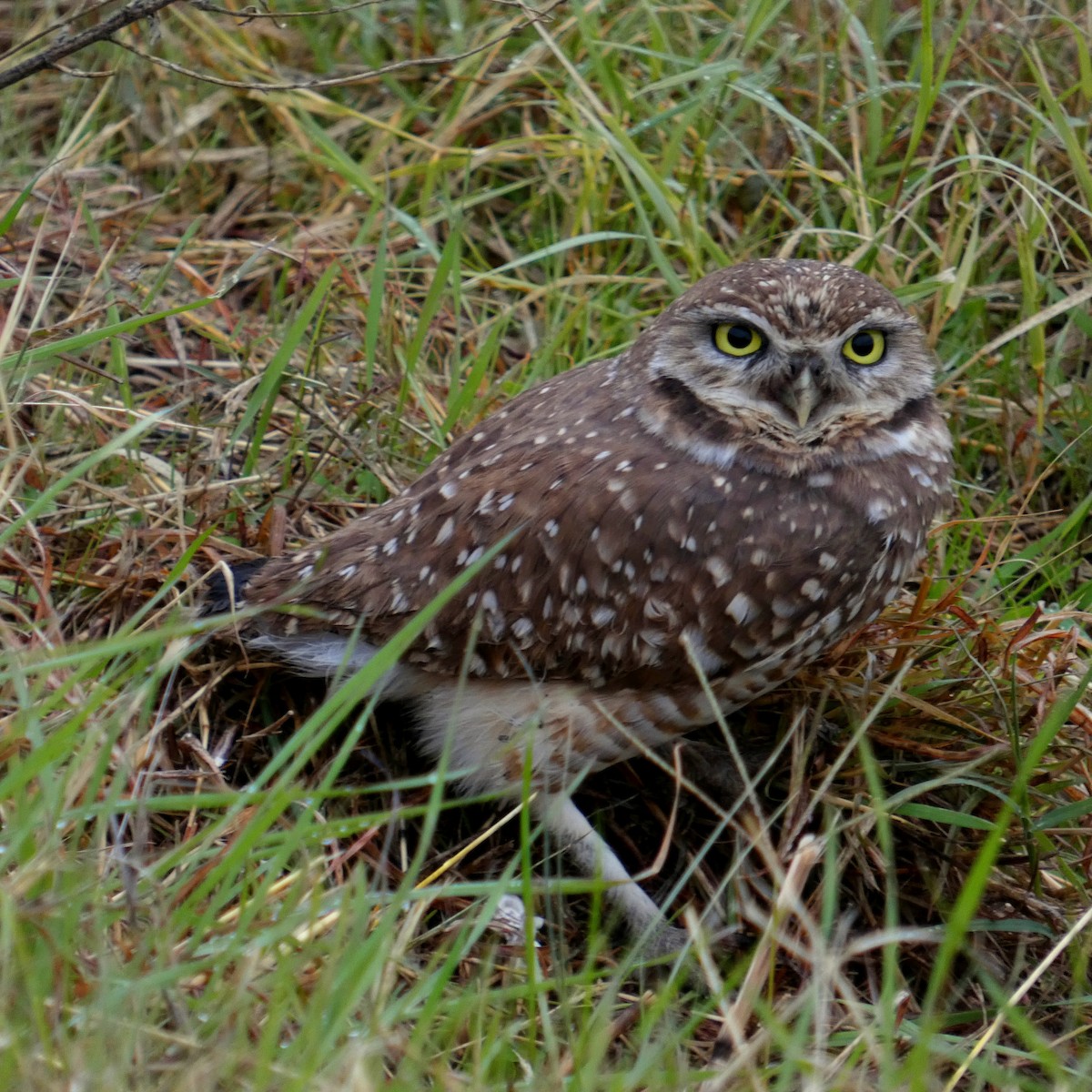 Burrowing Owl - ML505968301